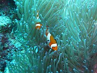 Clownfish 1 (Phi)