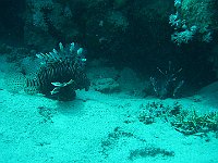 Lion Fish 1 (Egypt)