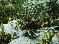 Lion Fish 10