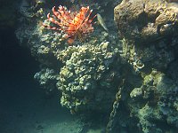 Lion Fish 11 (Egypt)