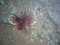 Lion Fish 11