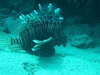 Lion Fish 2 (Egypt)