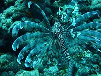 Lion Fish 3