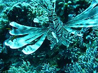 Lion Fish 5