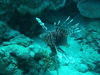 Lion Fish 8