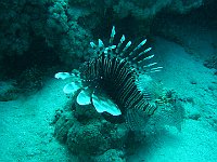 Lion Fish 9