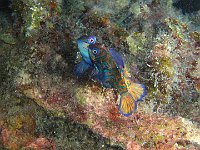 Mandarin fish 4 (Phi)