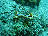 Nudibranco03 (Egypt)