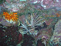 Scorpion Fish 2 (Egypt)