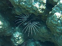 Scorpion fish