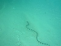 Sea Snake 2 (Phi)