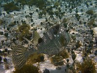 Spotted Trunkfish (Venezuela)