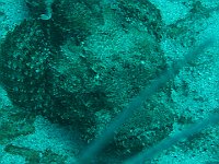 StoneFish 1 Venezuela