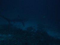 Thresher shark 1 (Phi)