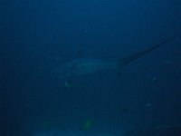 Thresher shark 10 (Phi)