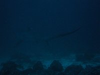 Thresher shark 2 (Phi)