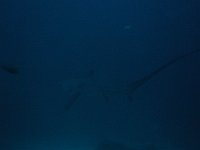 Thresher shark 3 (Phi)