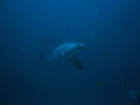 Thresher shark 5 (Phi)