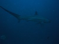 Thresher shark 6 (Phi)