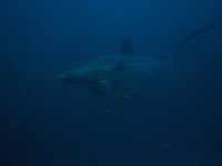 Thresher shark 7 (Phi)