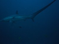 Thresher shark 9 (Phi)