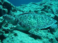 Turtle 02 (Egypt)