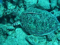 Turtle 03 (Egypt)