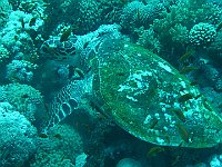 Turtle 11 (Egypt)