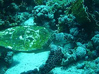 Turtle 12 (Egypt)