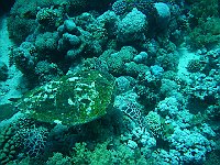 Turtle 13 (Egypt)