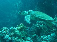 Turtle 14 (Egypt)