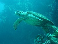 Turtle 15 (Egypt)