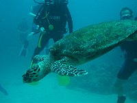 Turtle 16 (Egypt)