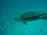 Turtle 17 (Egypt)